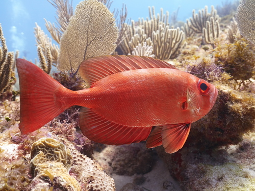 Pirapema