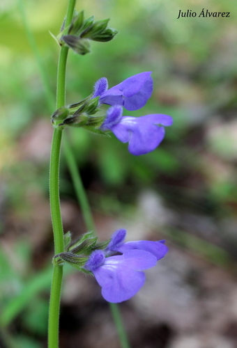 Salvia platyphylla