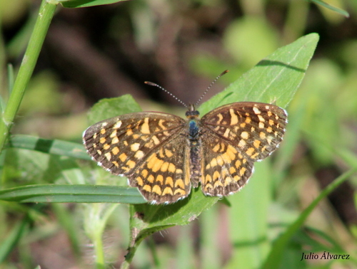 Elada Checkerspot