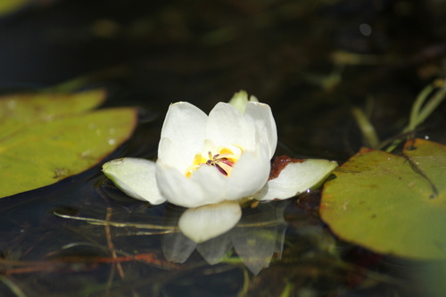 Pygmy Water-lily