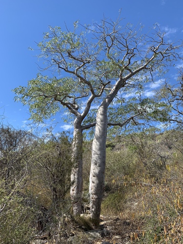 Delonix decaryi