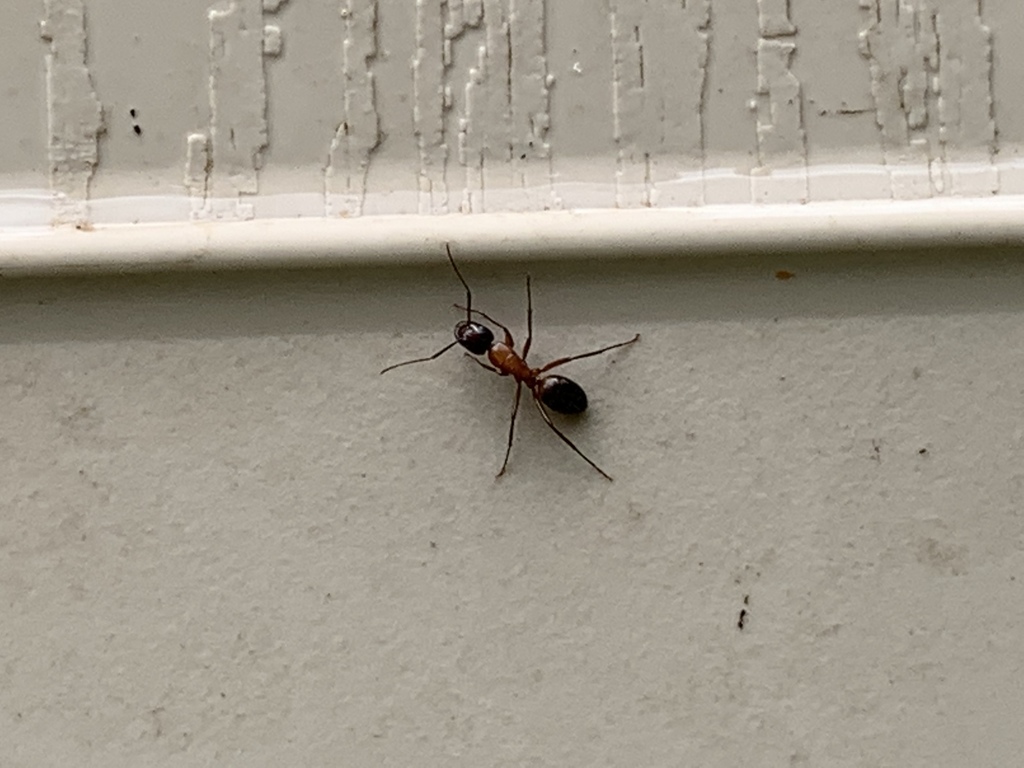 Texas Carpenter Ant from 4230 FM 1387, Midlothian, TX, US on June 26 ...