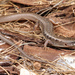 Cedros Island Alligator Lizard - Photo (c) Jake Scott, all rights reserved, uploaded by Jake Scott