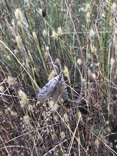 iNaturalist observation photo of Gray Fishflies