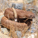 Cedros Island Rattlesnake - Photo (c) Jake Scott, all rights reserved, uploaded by Jake Scott