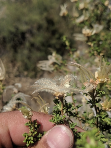 Stansbury's Cliffrose