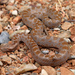 Isla Cedros Nightsnake - Photo (c) Jake Scott, all rights reserved, uploaded by Jake Scott