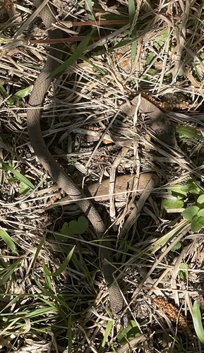 White-lipped Snake sighting