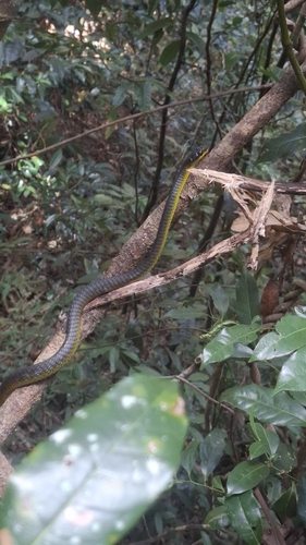 Common Tree Snake sighting