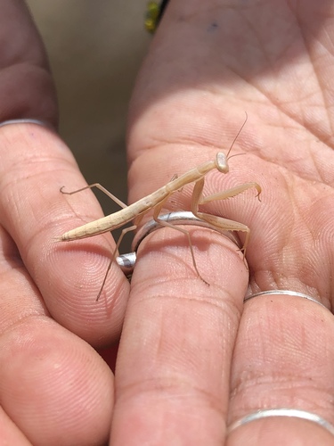 iNaturalist observation photo of European Mantis