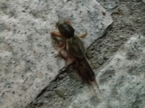 Oriental Mole Cricket