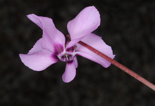 Cyclamen alpinum