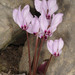 Cyclamen cilicicum - Photo (c) Ori Fragman-Sapir, all rights reserved, uploaded by Ori Fragman-Sapir