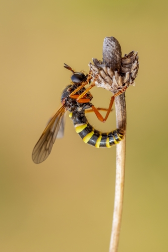 Ancylorhynchus limbatus