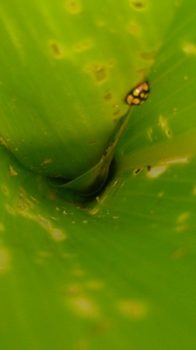 Sulfurous Lady Beetle