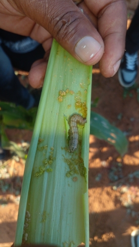 Fall Armyworm Moth