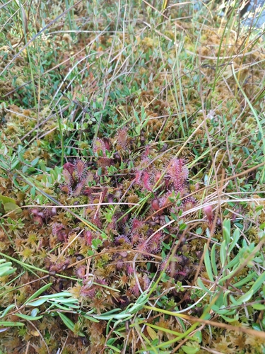 Drosera × obovata
