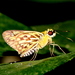 Plastingia pellonia - Photo 由 Neo Tiang Pee 所上傳的 (c) Neo Tiang Pee，保留所有權利