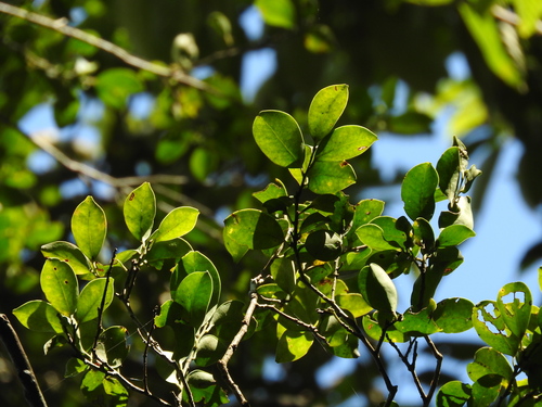 Ilex goshiensis