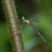 Rhinagrion reinhardi - Photo (c) stijn-de-win, todos los derechos reservados, subido por stijn-de-win