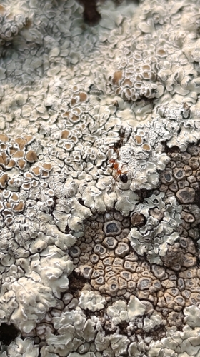 Lepisiota syriacaLepisiota syriaca