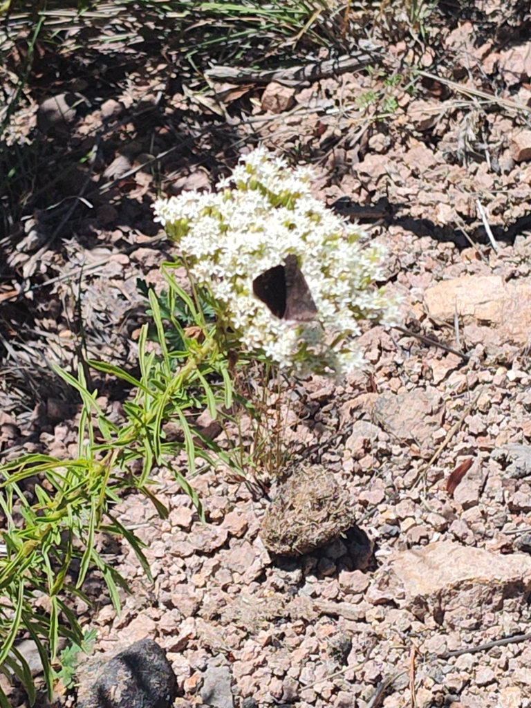 Funereal Duskywing from Bacerac, MX-SO, MX on September 17, 2024 at 01: ...