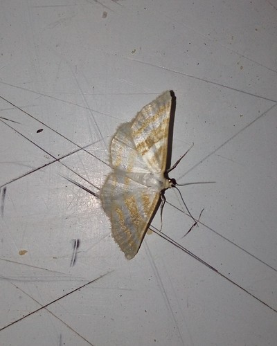 Idaea allardiata