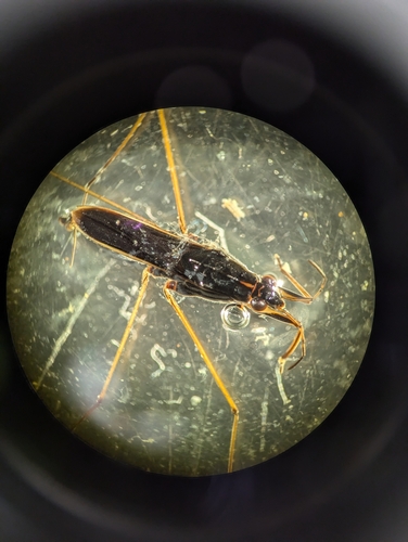 Gerris marginatus