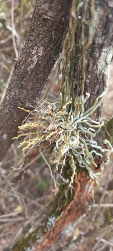 Microcoelia moreauae