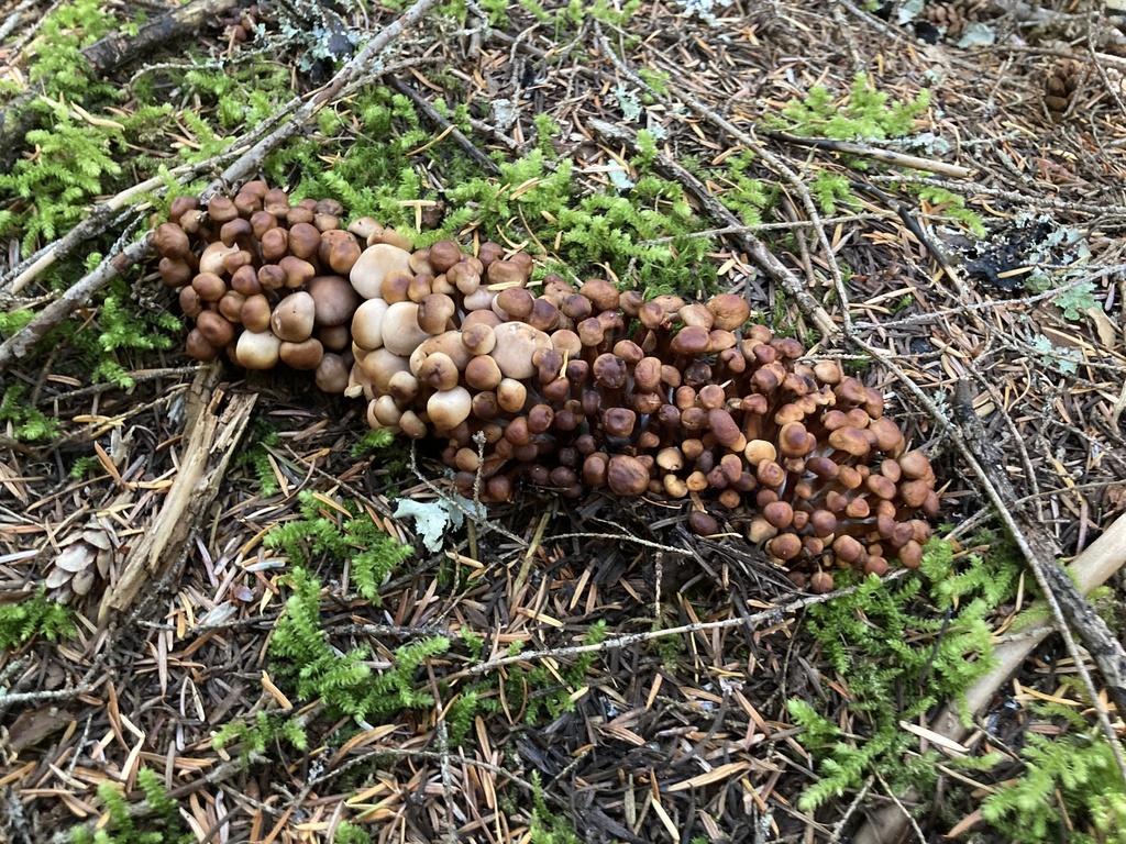 Cap Clusters Cluster Cap from Highway 3, Fraser Valley, BC, CA on September 15, 2024 ...