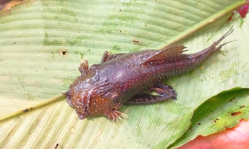 Ancistrus occidentalis