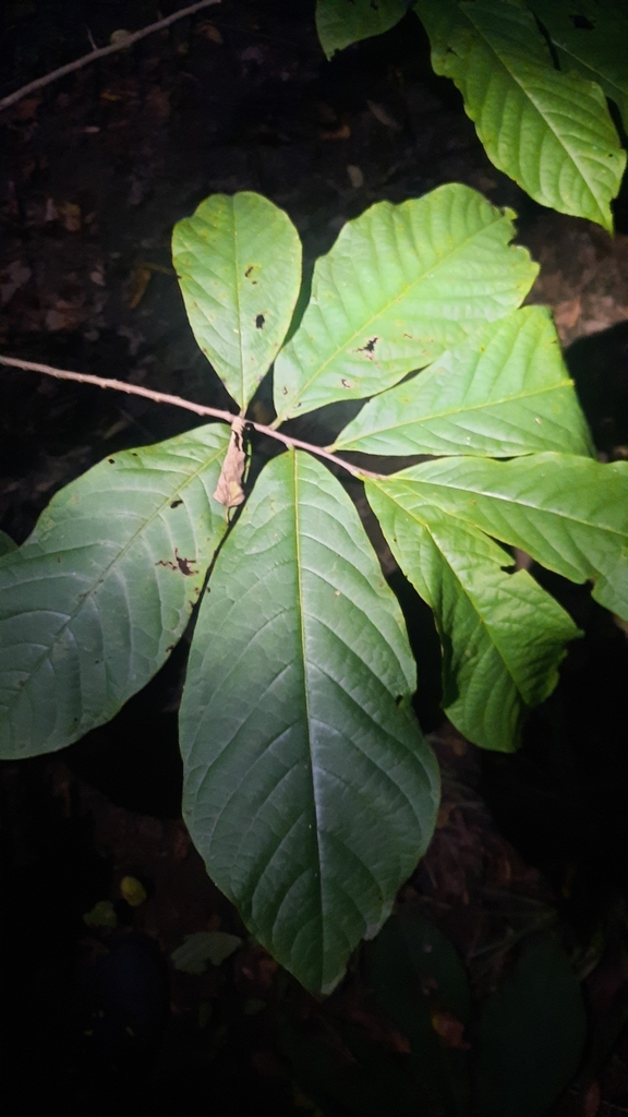 common pawpaw from Oldtown, MD 21555, USA on September 20, 2024 at 07: ...