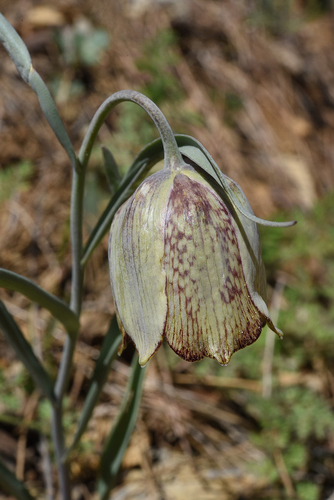 Fritillaria sororum