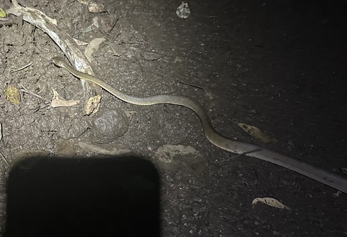 Brown Tree Snake sighting