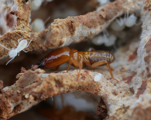 Macrotermes bellicosus