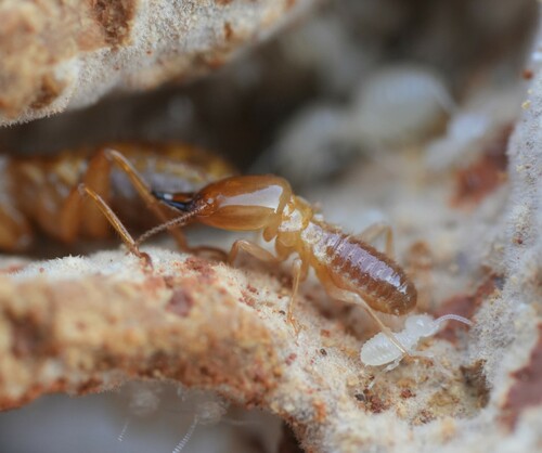 Macrotermes bellicosus