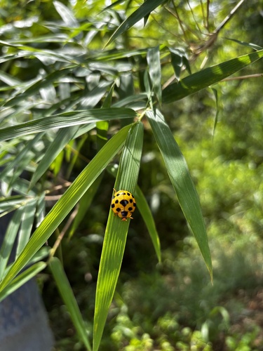 Giant Bamboo Ladybird