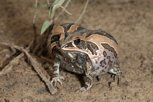 Ornate frog
