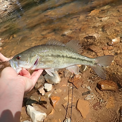 Alabama Bass