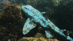 Horn shark