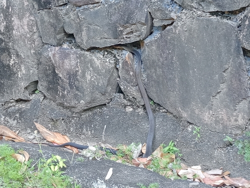 Lesser Black Whipsnake sighting