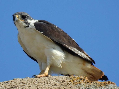 Augur Buzzard
