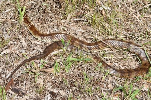 Tiger Snake sighting