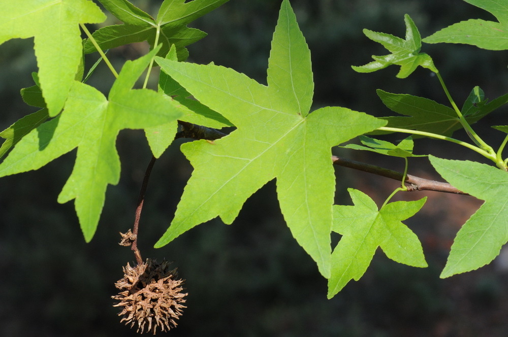 Liquidambar orientalis