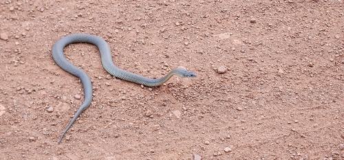 Mulga Snake sighting