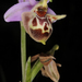 Calypso Bee Orchid - Photo (c) Ori Fragman-Sapir, all rights reserved, uploaded by Ori Fragman-Sapir
