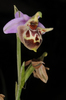Calypso Bee Orchid - Photo (c) Ori Fragman-Sapir, all rights reserved, uploaded by Ori Fragman-Sapir