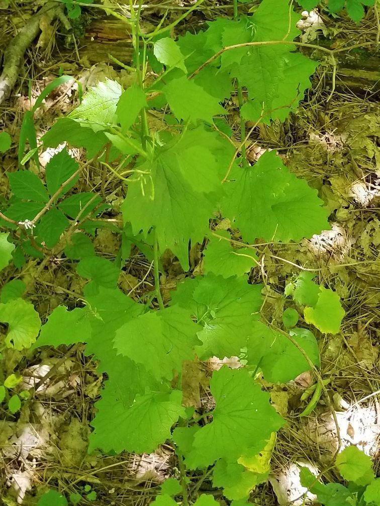 garlic mustard from Springfield Township, OH, USA on June 28, 2019 by
