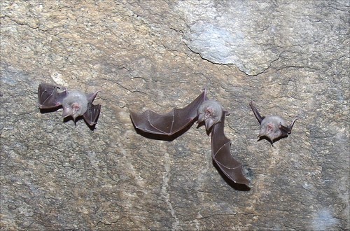 Damara horseshoe bat (Rhinolophus damarensis) — Least Concern Mammalia