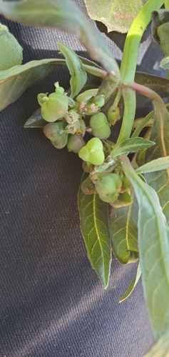 painted spurge